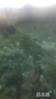 高度100厘米五针松小苗