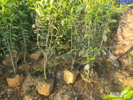 高度30厘米茶树