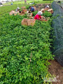 高度20厘米落新妇