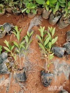 高度25厘米毛鹃