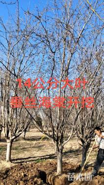 13公分垂丝海棠