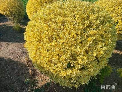 高度140厘米金姬小蜡球