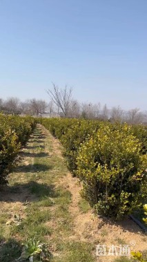 高度120厘米小叶黄杨