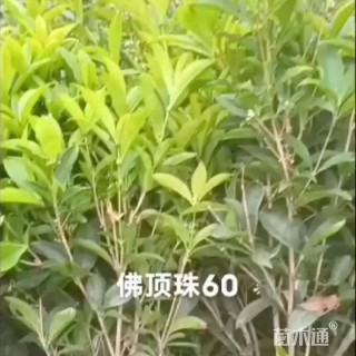 高度30厘米佛顶珠