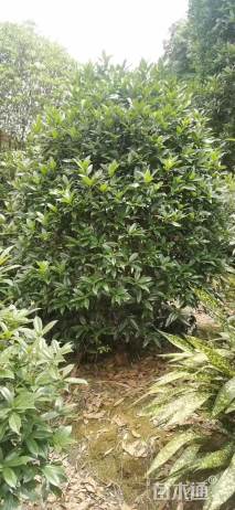 冠幅250厘米桂花球