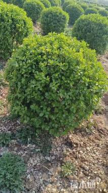 冠幅80厘米卫矛球