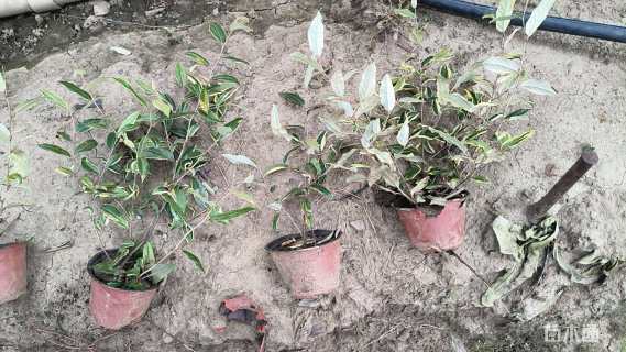 高度30厘米胡颓子