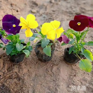高度22厘米三色堇