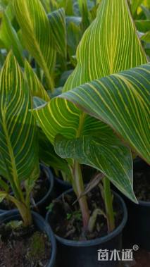 高度20厘米花叶美人蕉