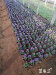 高度20厘米翠菊