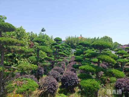 冠幅100厘米红花继木球