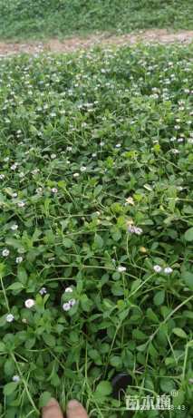 高度20厘米姬岩垂草