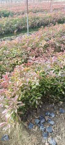 高度30厘米木荷小苗