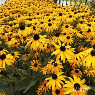 高度10厘米黑心菊