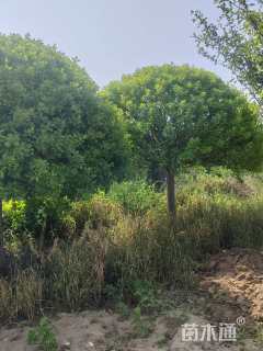 高度180厘米卫矛