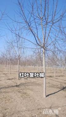 8公分红叶复叶槭