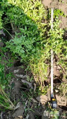 高度50厘米云南黄馨