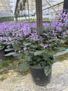 高度30厘米薰衣草