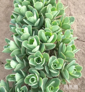 高度30厘米八宝景天