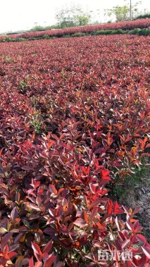 高度51厘米红叶石楠小苗