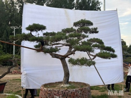 30公分造型赤松