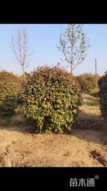 冠幅180厘米红叶石楠球