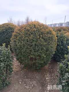 冠幅120厘米亮晶女贞球