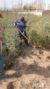 高度100厘米云杉