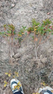 高度35厘米西洋杜鹃小苗