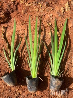 高度28厘米燕尾草