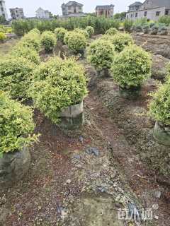 高度40厘米小丑火棘球