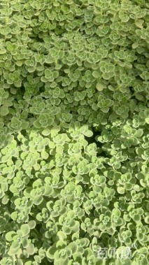 高度30厘米碰碰香