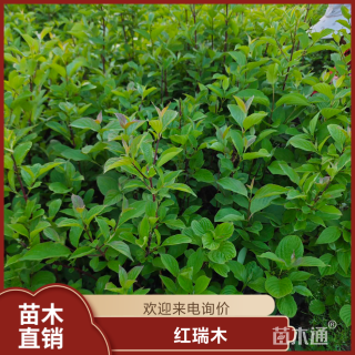 高度30厘米红瑞木