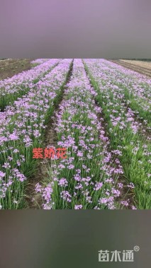 高度20厘米紫娇花