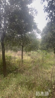 16公分大叶女贞