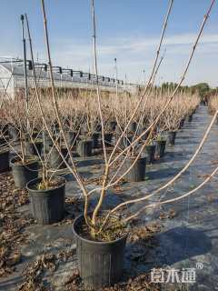 高度60厘米木绣球