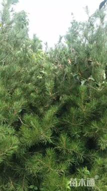高度150厘米白皮松