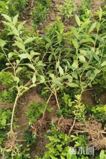 高度60厘米连翘