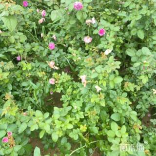 高度50厘米月季