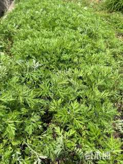 高度50厘米艾草