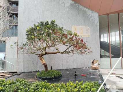 16公分造型冬青