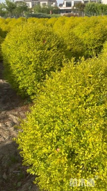 冠幅120厘米亮晶女贞球