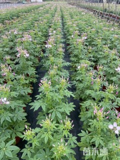 高度20厘米醉蝶花