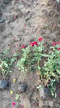 高度40厘米大花月季