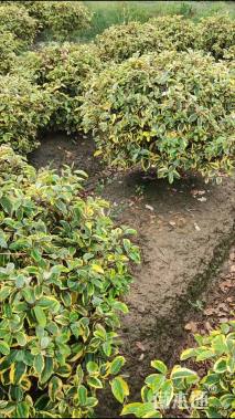 高度80厘米金边埃比胡颓子