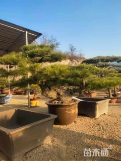 1公分造型松