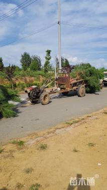 高度250厘米黑松