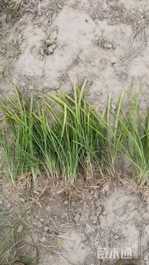 高度30厘米沿阶草