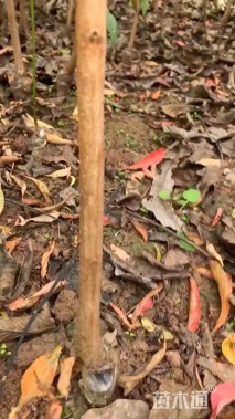 高度20厘米青脆李