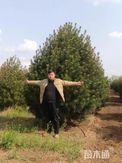 高度350厘米白皮松